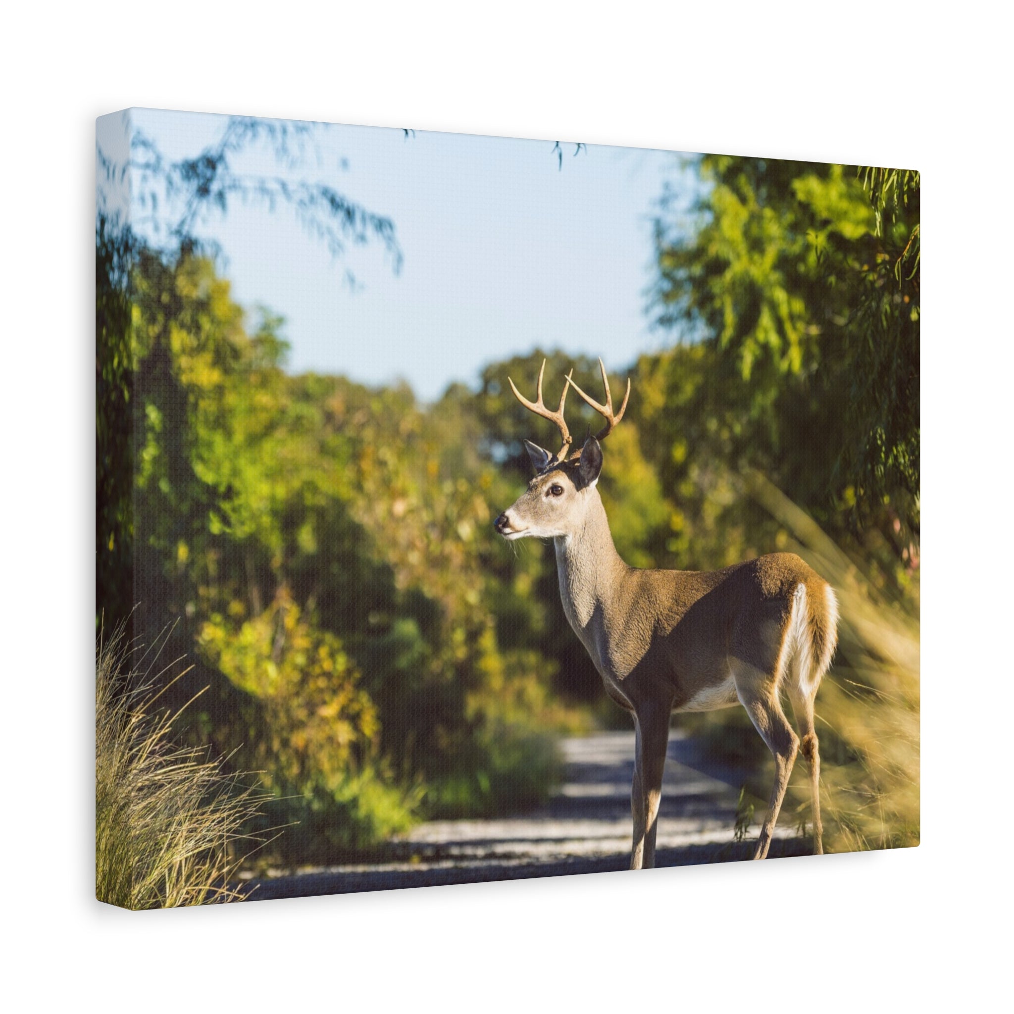 Whitetail Deer Canvas Print — Matte Stretched Nature Wall Art