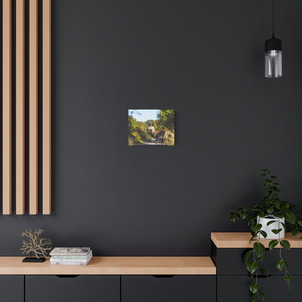 Whitetail Deer Canvas Print — Matte Stretched Nature Wall Art