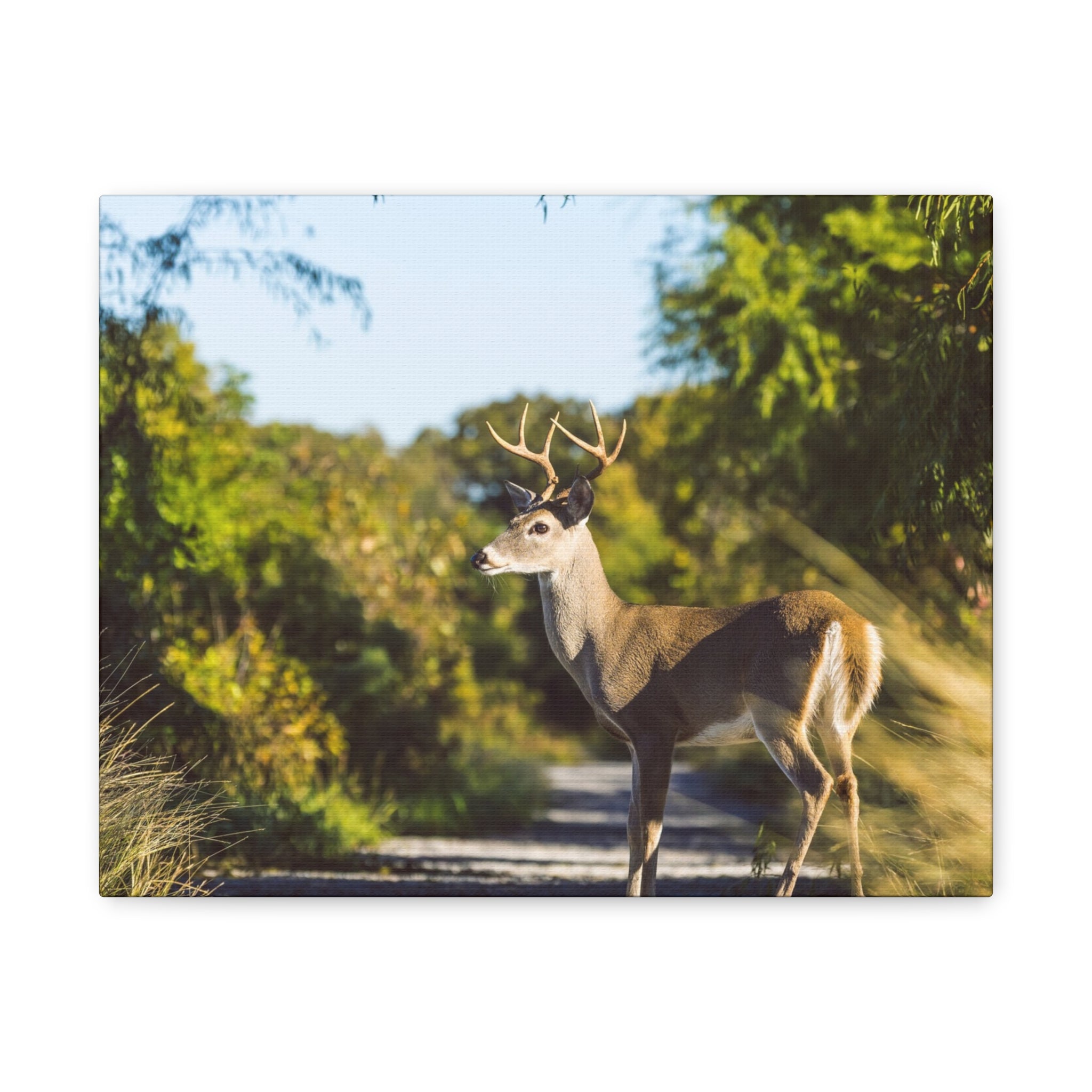Whitetail Deer Canvas Print — Matte Stretched Nature Wall Art
