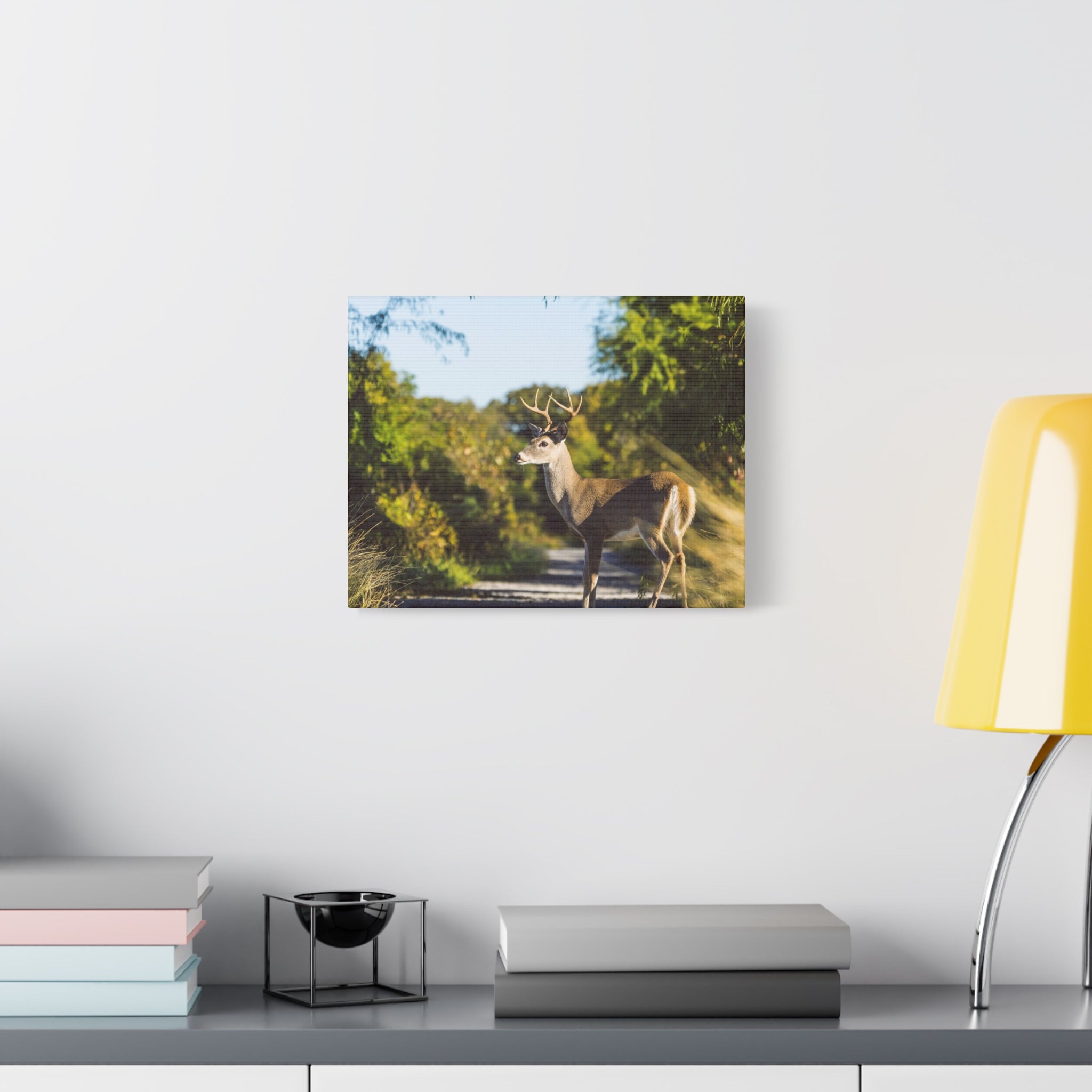 Whitetail Deer Canvas Print — Matte Stretched Nature Wall Art